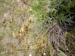 Image of Great Basin desertparsley