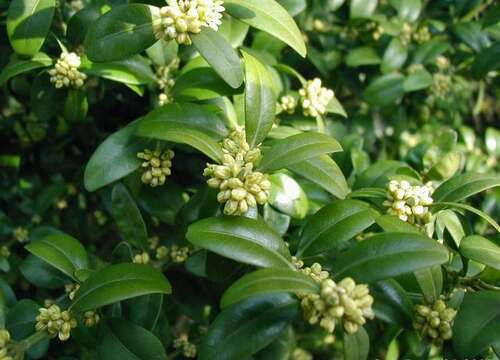 Image of Buxus sempervirens