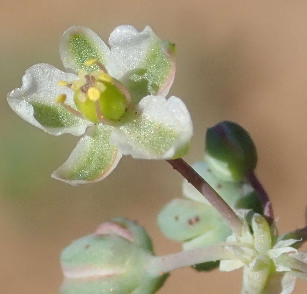 Image of Kewa bowkeriana (Sond.) Christenhusz et al.