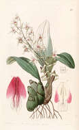 Imagem de Pinalia bractescens (Lindl.) Kuntze