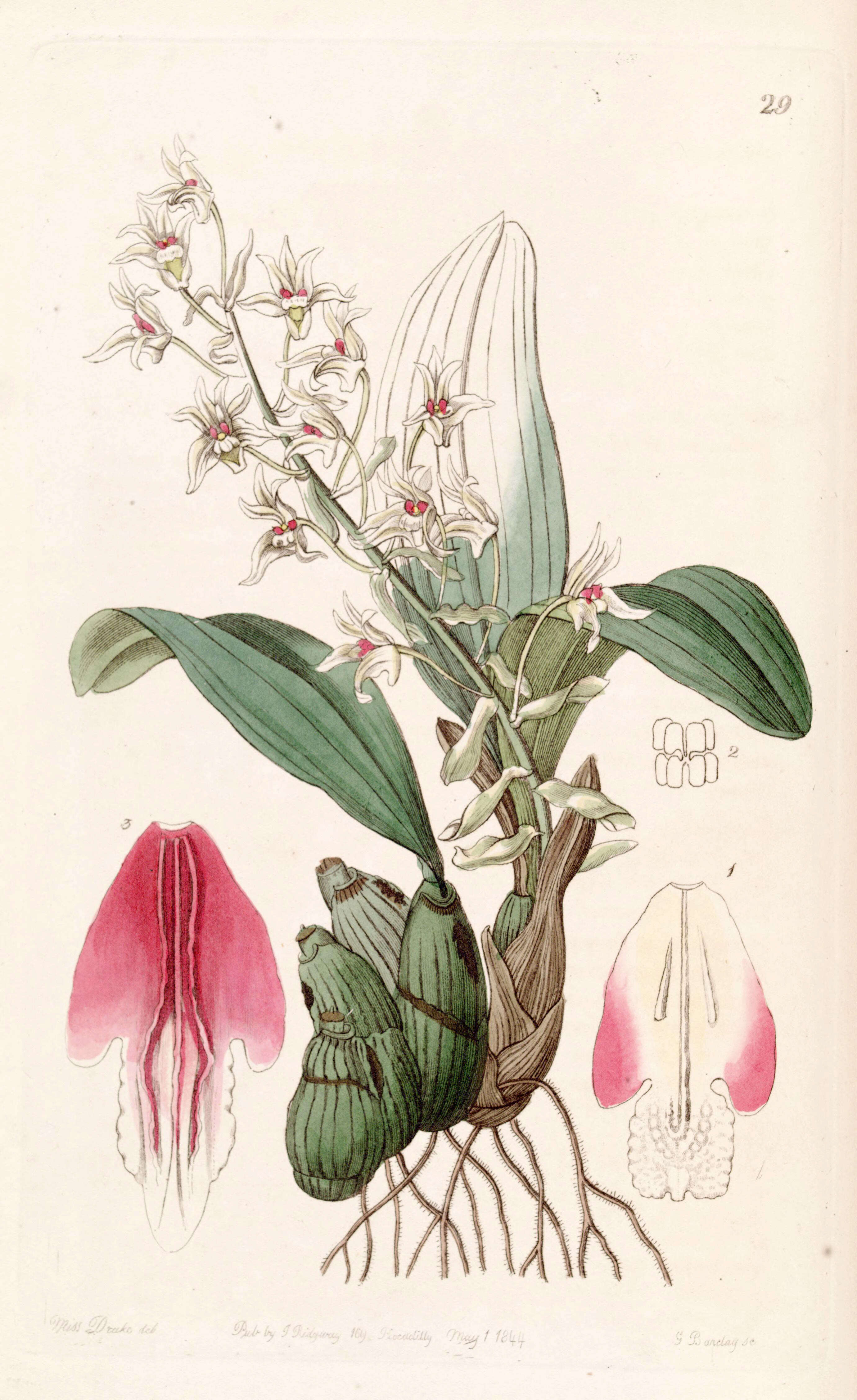 Imagem de Pinalia bractescens (Lindl.) Kuntze