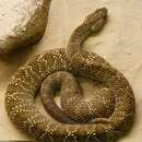 Image of Uracoan rattlesnake