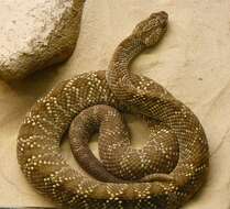 Image of Uracoan rattlesnake