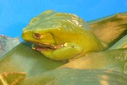 Image of Giant leaf frog