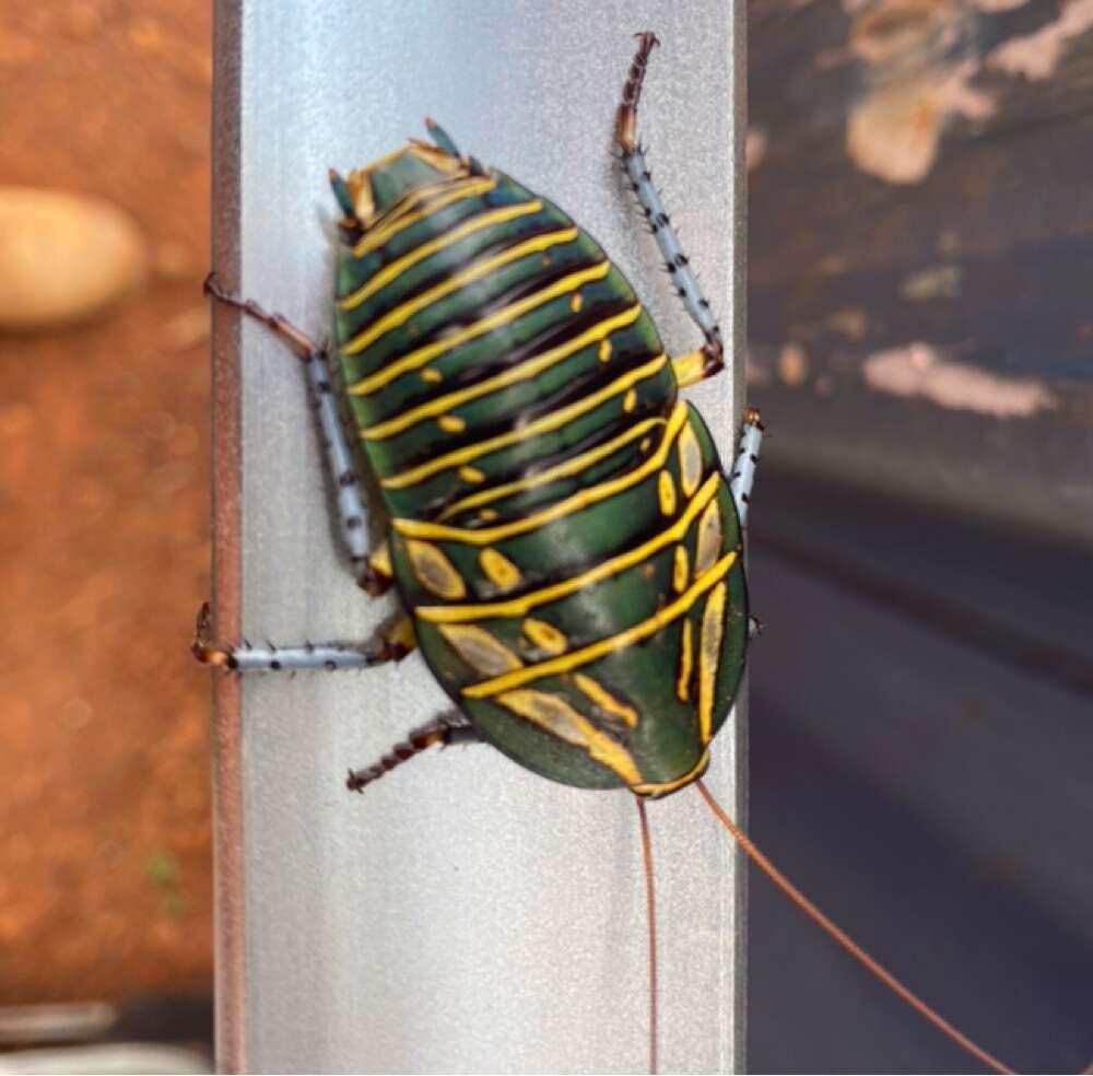 Image of Mardi Gras Cockroach