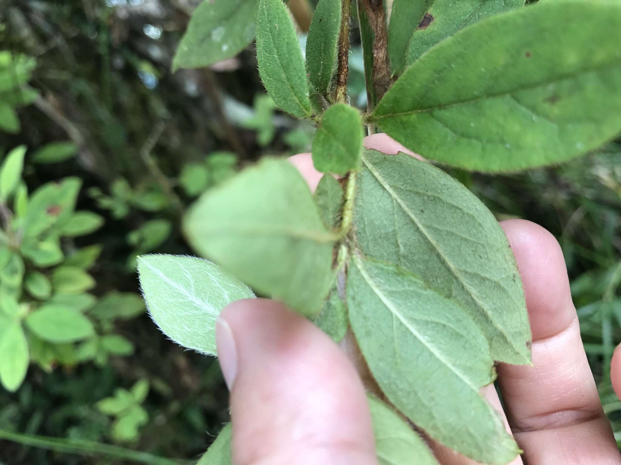 Image of Rhododendron oldhamii Maxim.