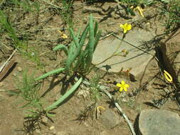 Image of Pinos Altos fameflower