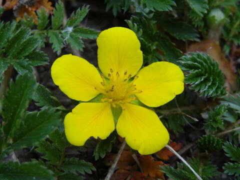 Image of silverweed cinquefoil