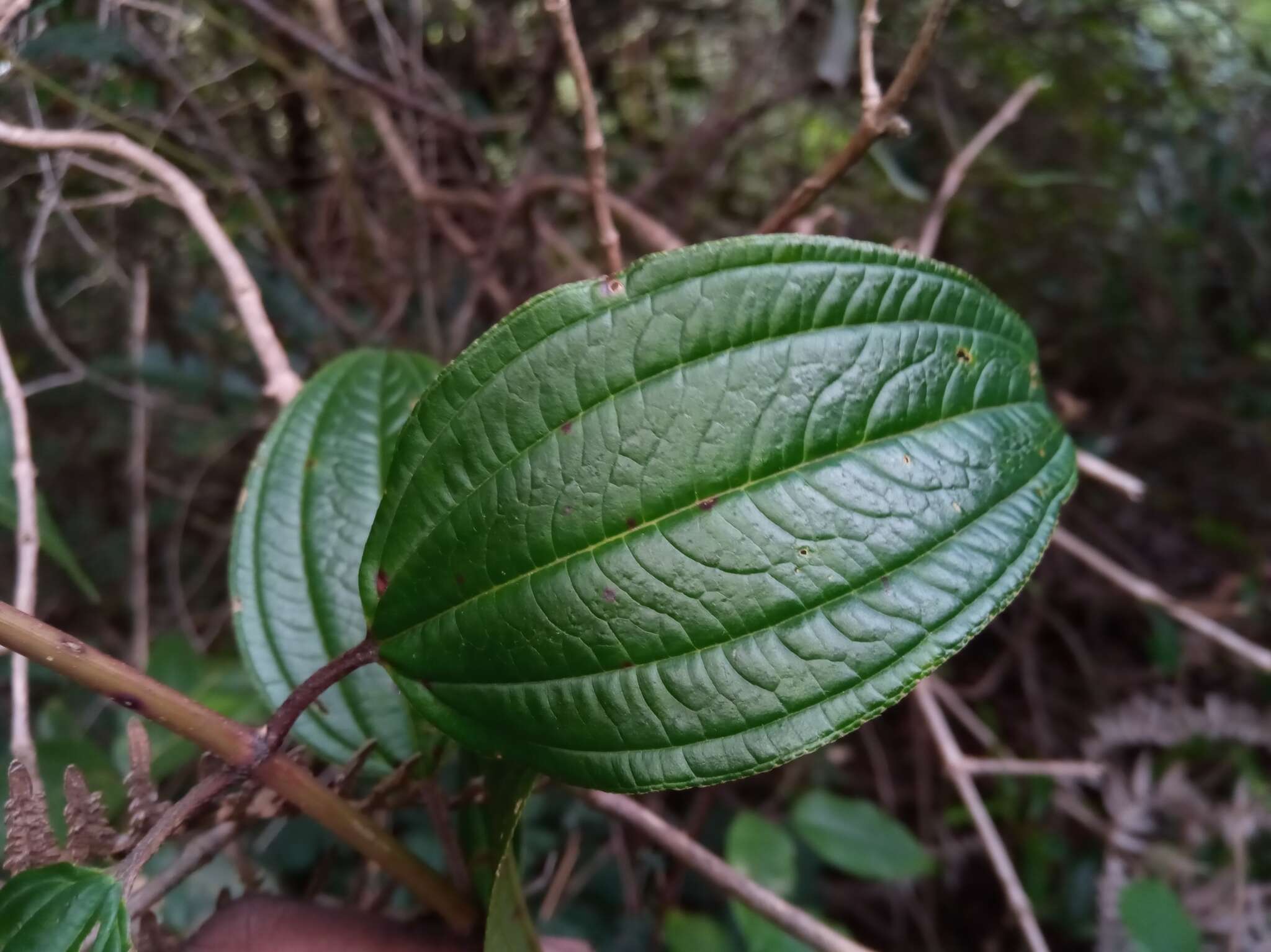 Image of Amphorocalyx latifolius H. Perrier