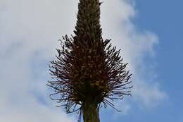 Image of Agave warelliana De Smet ex T. Moore & Mast.