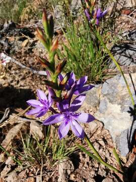 Image of Thereianthus spicatus (L.) G. J. Lewis