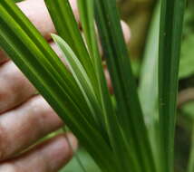 Image of Carex tuminensis Kom.