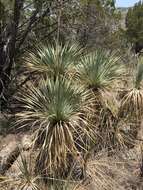 Image of Yucca rostrata Engelm. ex Trel.