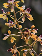 Image of Prosthechea sceptra (Lindl.) W. E. Higgins