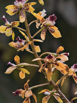 Image of Prosthechea sceptra (Lindl.) W. E. Higgins