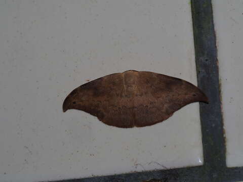 Image of Strepsigonia diluta Warren 1897