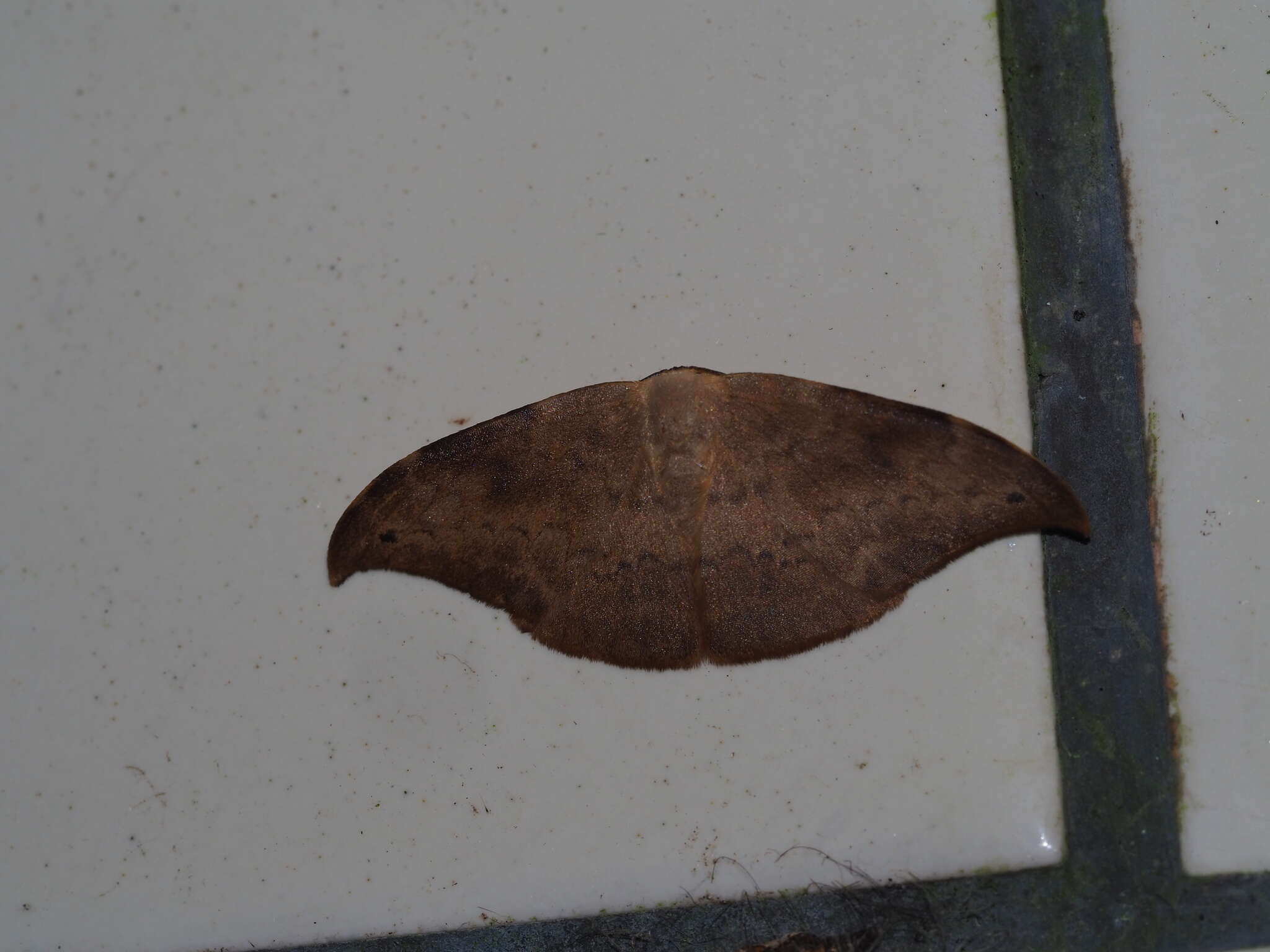 Image of Strepsigonia diluta Warren 1897