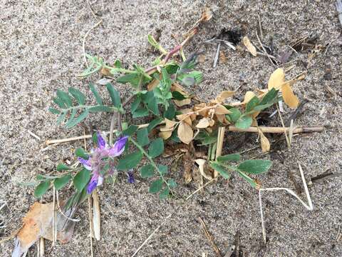 Image of beach pea