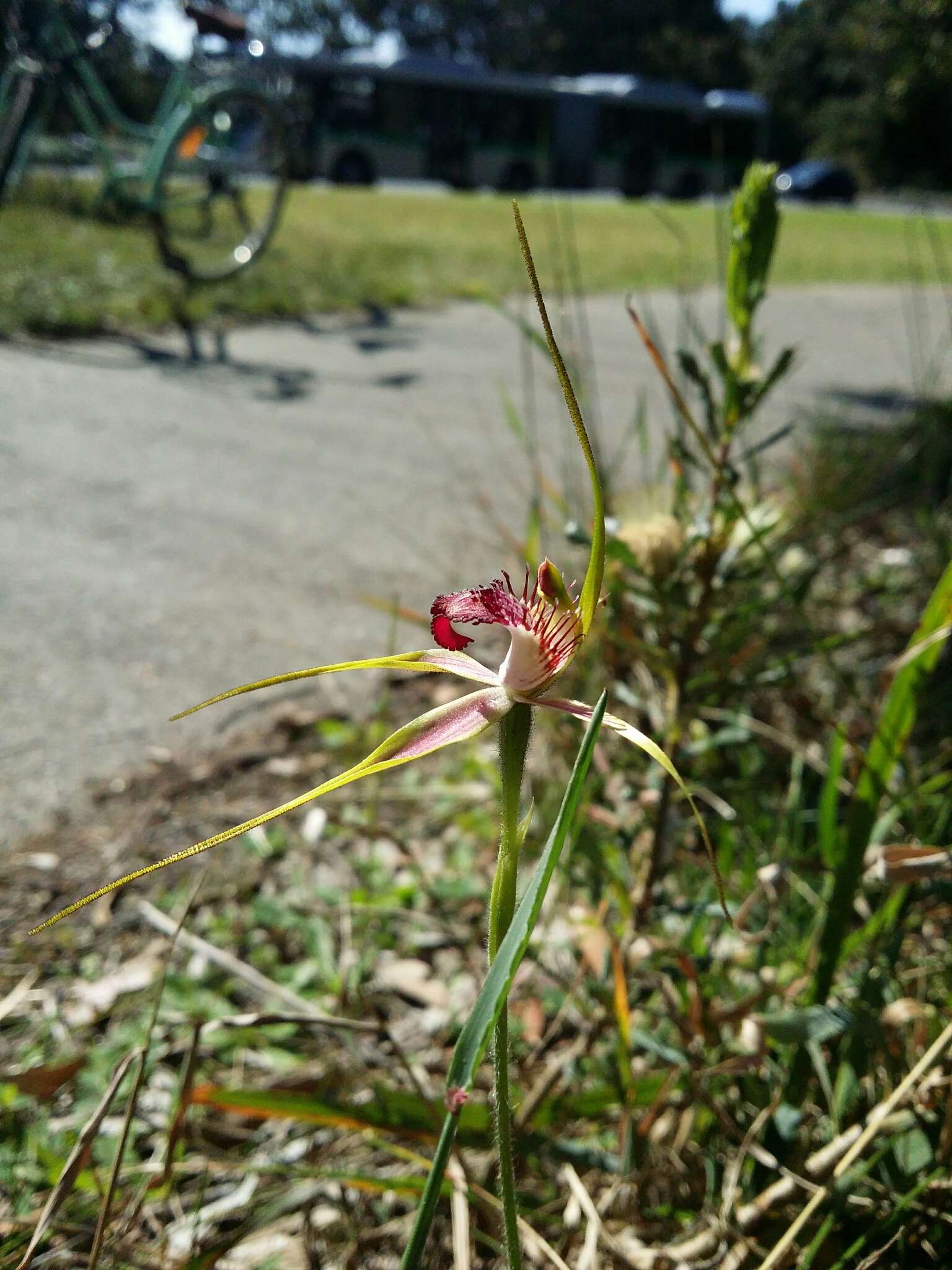 Image of Carousel spider orchid