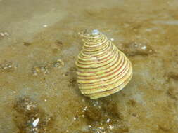 Image of Channeled Top Snail