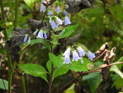 Imagem de Adenophora pereskiifolia (Fisch. ex Schult.) G. Don