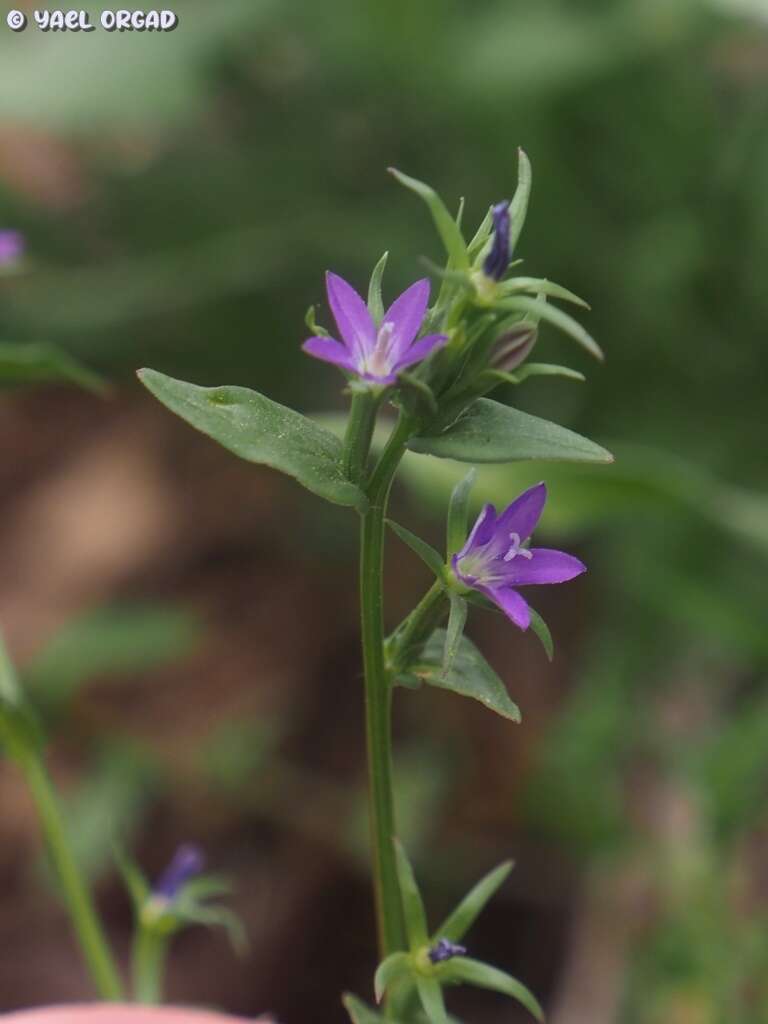 Image of Legousia falcata (Ten.) Fritsch ex Janch.