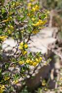 Image of Cretan Barberry