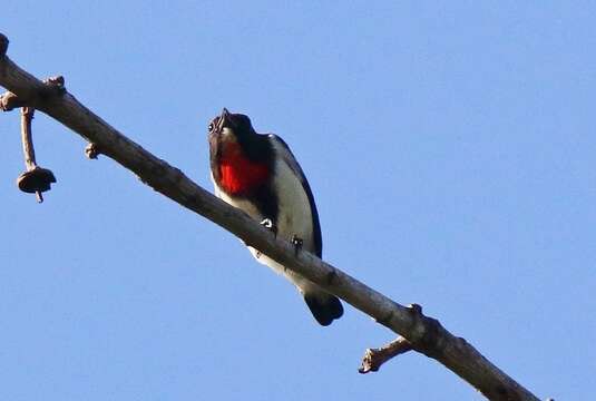 Image of Blue-cheeked Flowerpecker