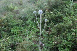 Image of Echinops grijsii Hance