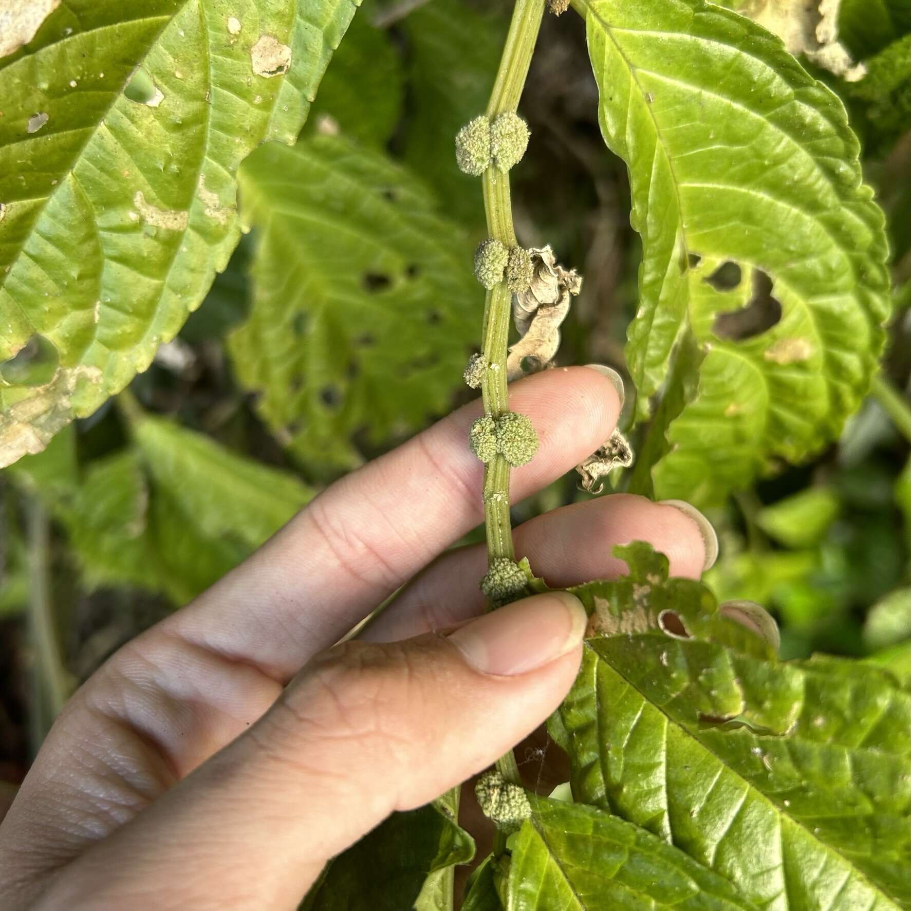 Image of Elatostema oblongifolium Fu