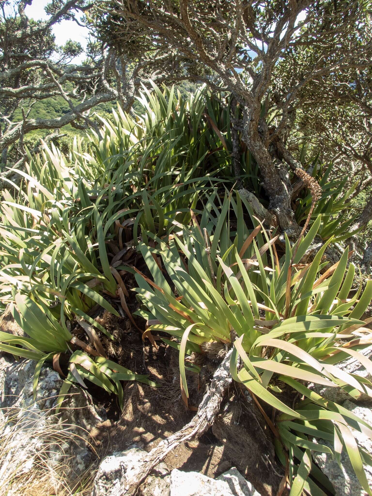 Image of Xeronemataceae