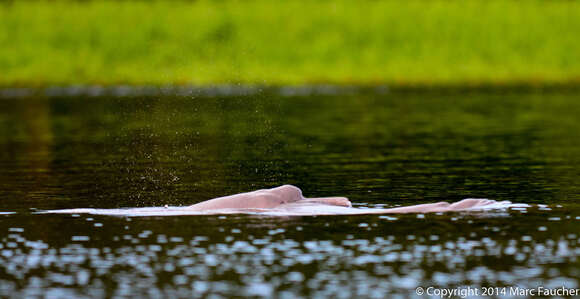 Image of river dolphins