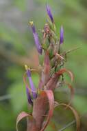 Imagem de Tillandsia belloensis W. Weber