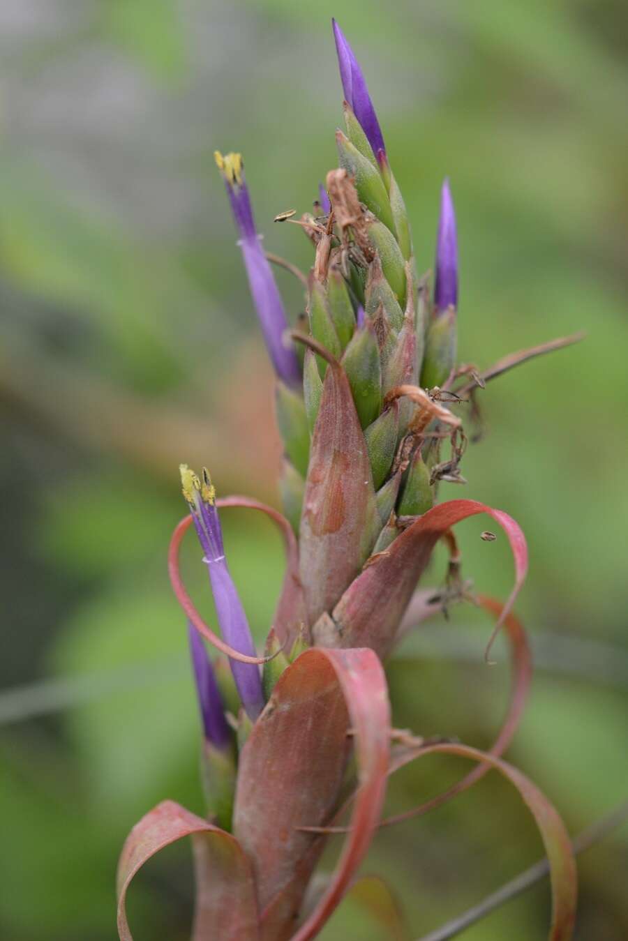 Imagem de Tillandsia belloensis W. Weber