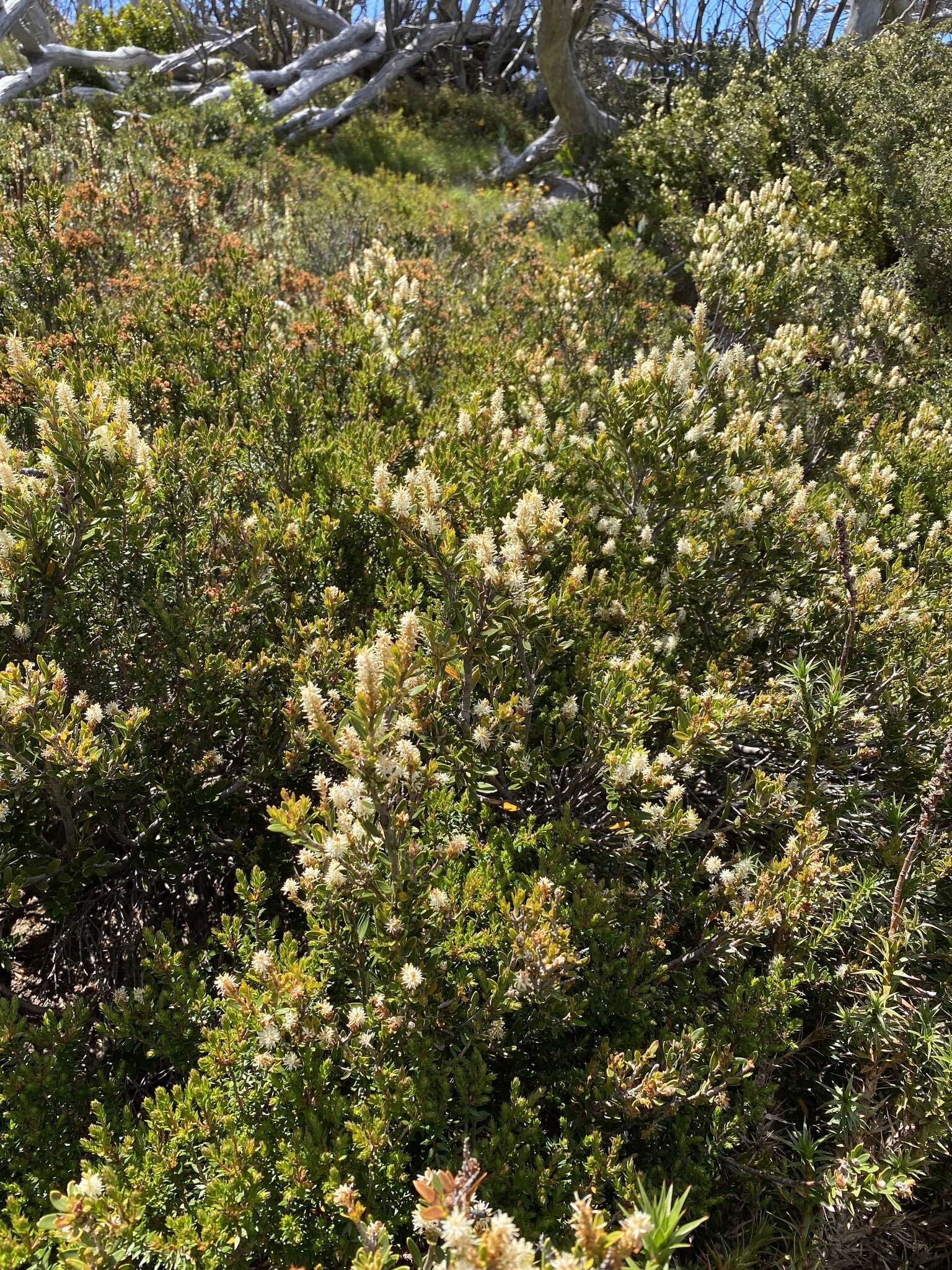 Image of Orites lancifolia F. Müll.