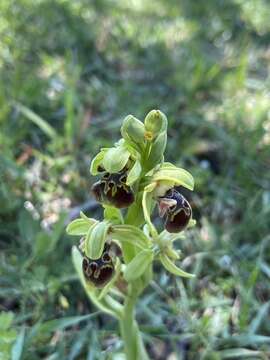 Image of Ophrys umbilicata Desf.