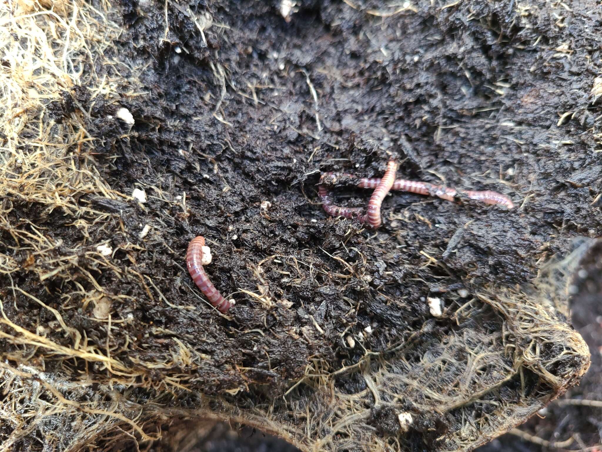 Image of Red wiggler, manure worm, soilution worm, brandling worm, english redworm