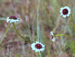 Callilepis leptophylla Harv.的圖片