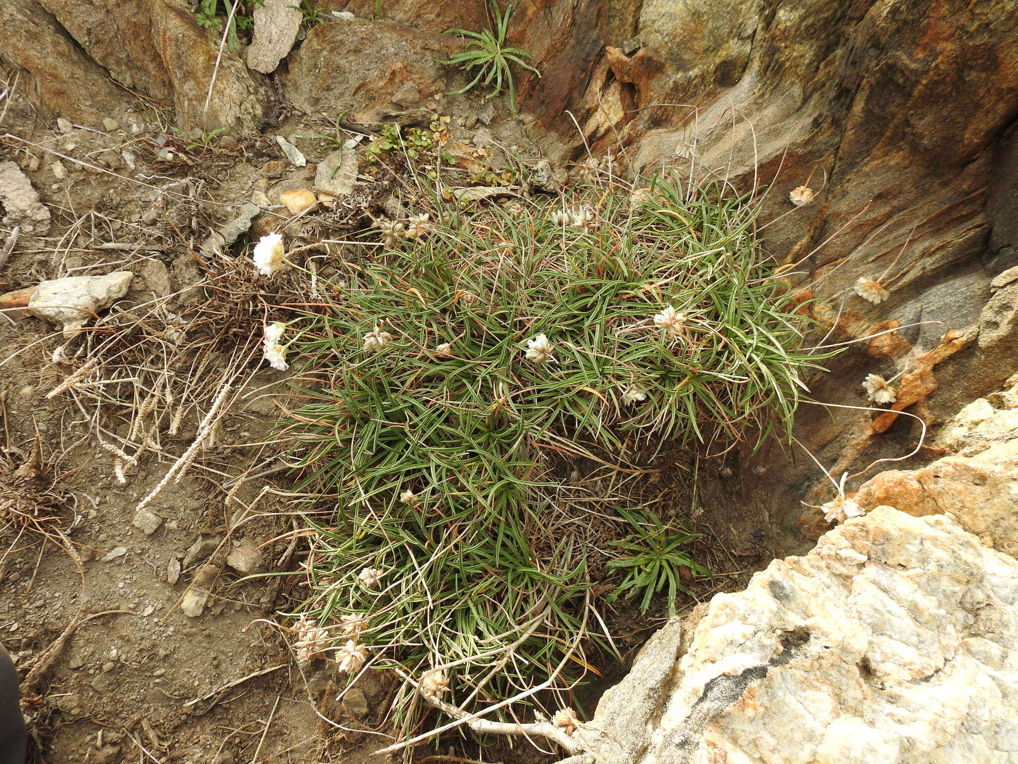 Plancia ëd Armeria ruscinonensis Girard