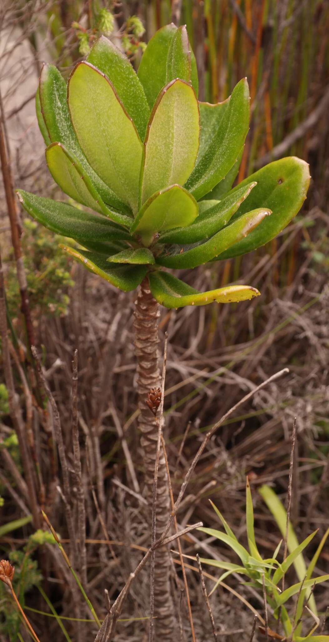 Image of Capelio caledonica B. Nord.