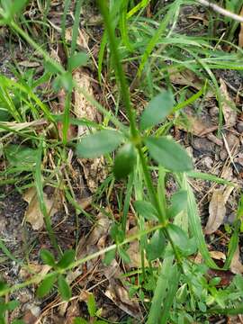 Image of Hairy bedstraw