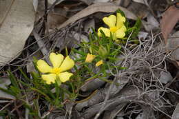 Image of Hibbertia huegelii (Endl.) F. Müll.