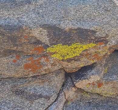 Image of orange lichen