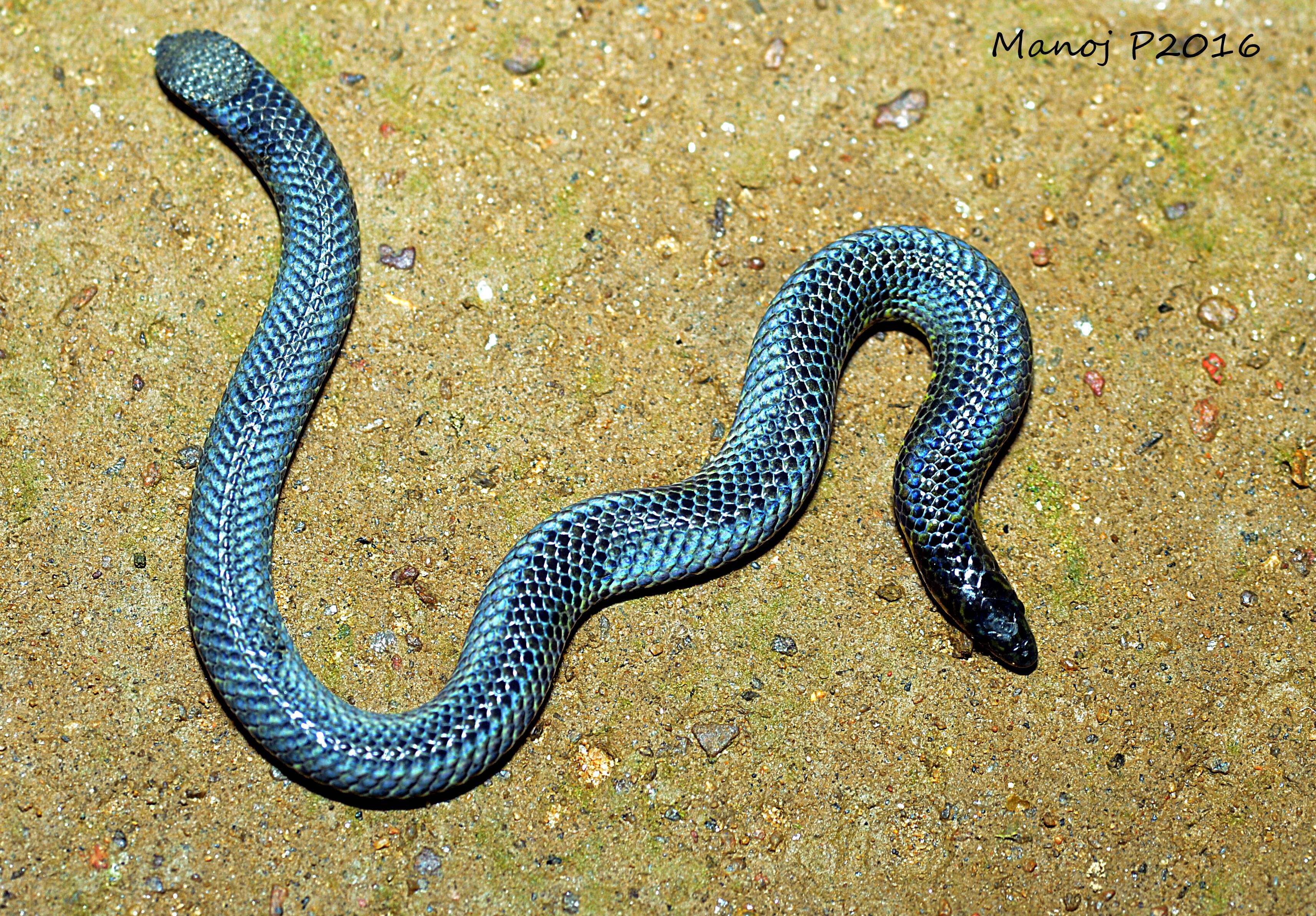 Image of shieldtail snakes