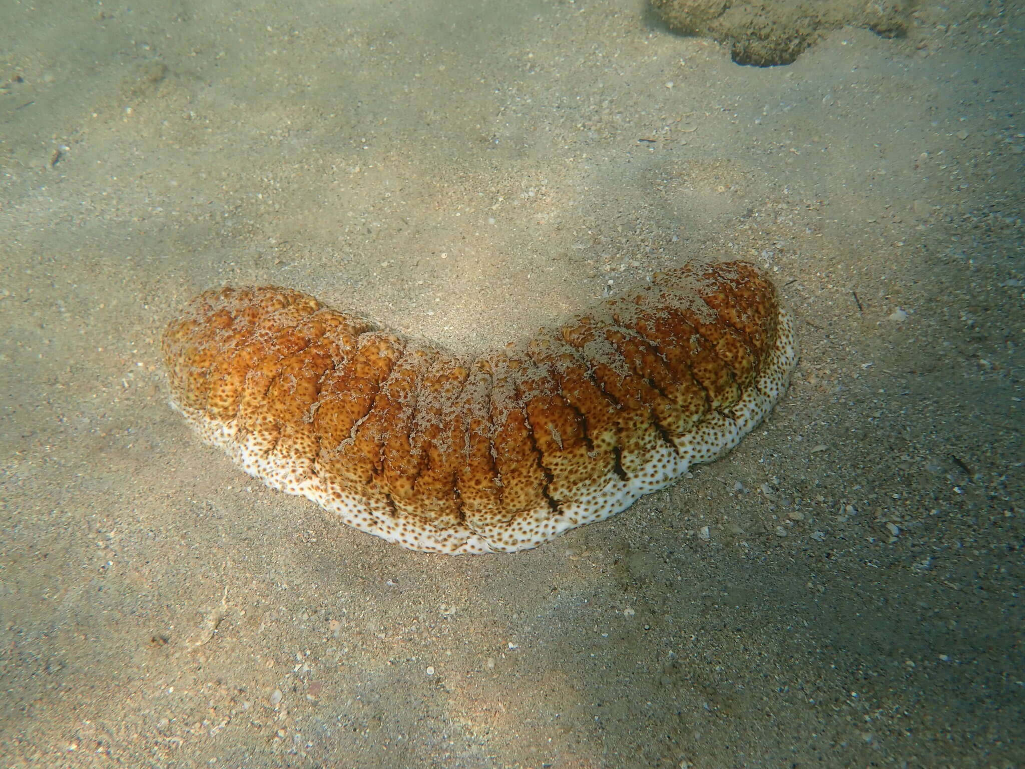 Image of Elephant Trunkfish