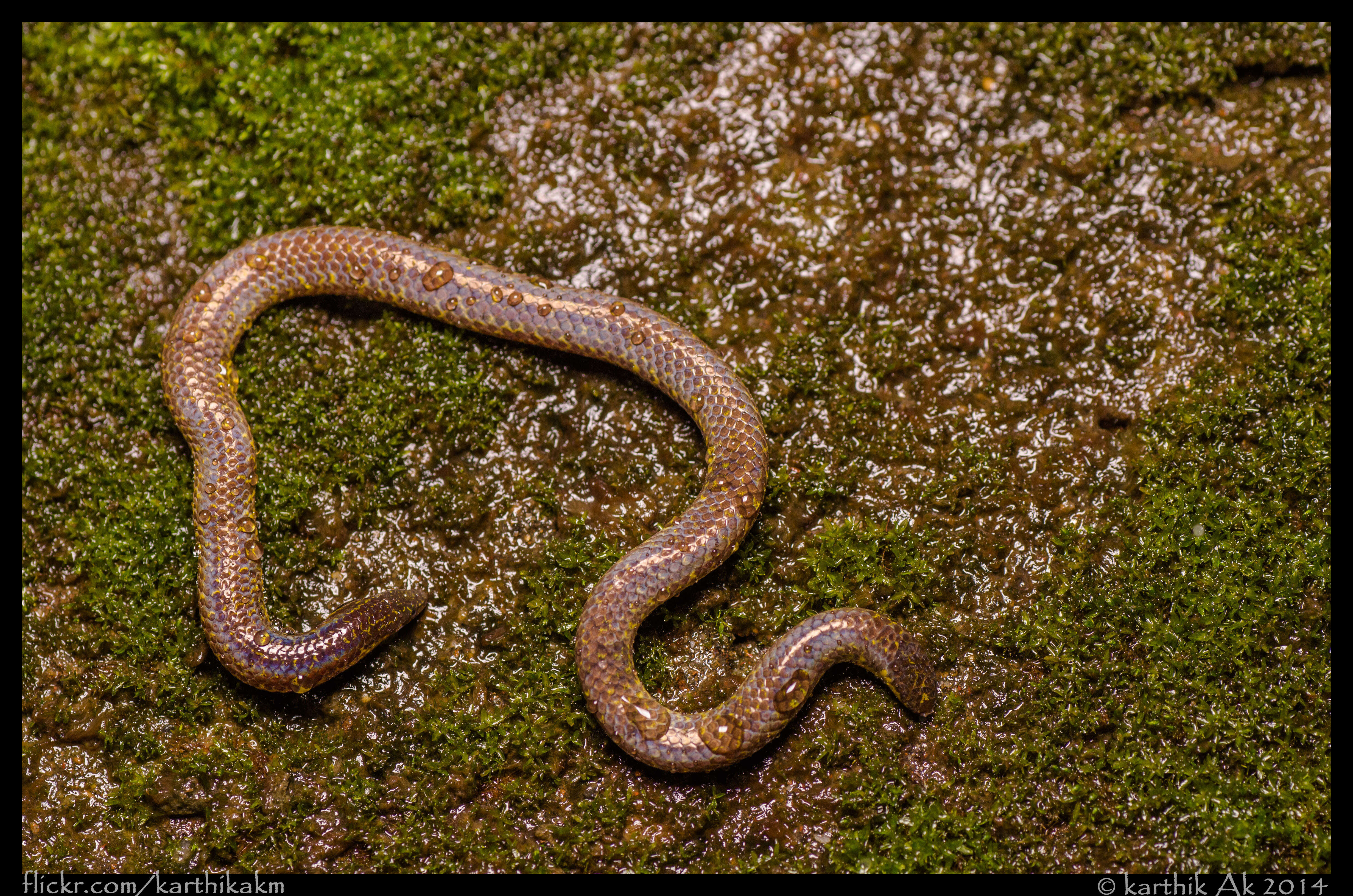 Image of shieldtail snakes