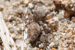 Image of Habronattus ustulatus (Griswold 1979)