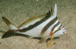 Image of Crested morwong