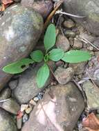 Image of fewleaf sunflower