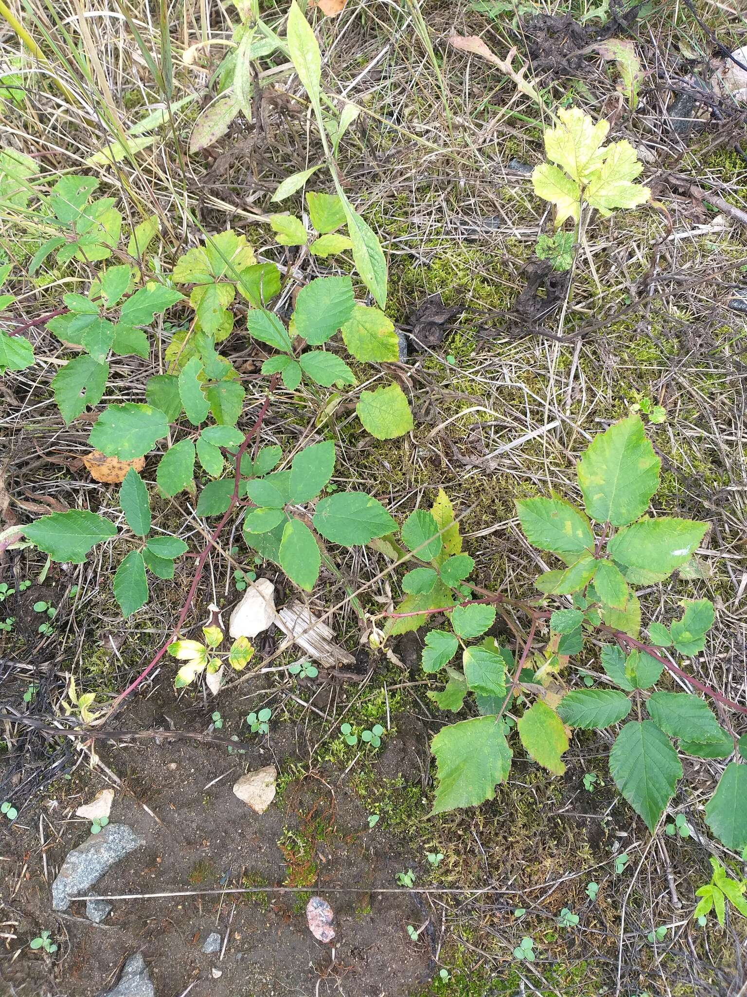 Image of Rubus procerus P. J. Müll. ex Genev.